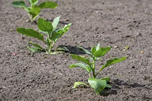 Cultivated tobacco, common tobacco (Nicotiana tabacum) plant on field in late spring