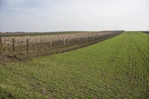 Cultivation area in spring, vineyard