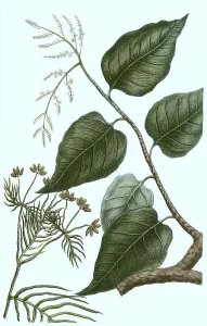 Cumin (Cuminum cyminum), also Cumin or Cumin