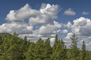 Cumulus clouds over boreal coniferous forest