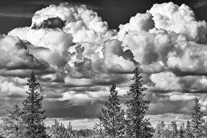 Cumulus clouds over boreal coniferous forest