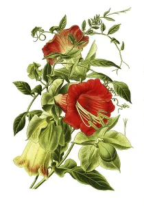 Cup-and-saucer vine (Cobaea scandens)