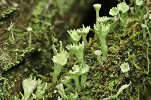 Cup lichen (Cladonia Fimbriata)