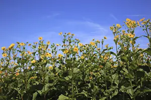 Cup plant, Grown silphia, Silphium perfoliatum