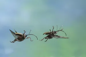 Curculio glandium (Curculio glandium)