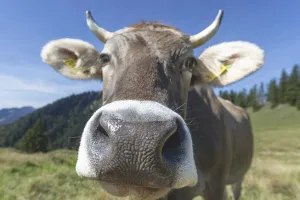 Curious Allgau Brown Swiss