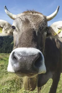 Curious Allgau Brown Swiss