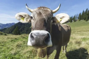 Curious Allgau Brown Swiss