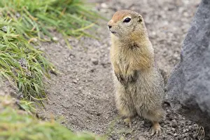 Curious arctic ground squirrel