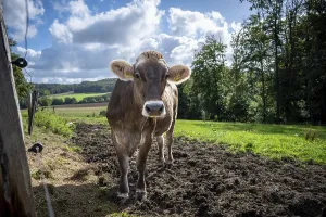 Curious cow on a pasture looks into the camera