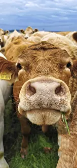 A curious cow stands in the foreground on a pasture under cloudy sky