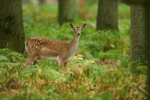 A curious fallow deer stands in the lush green undergrowth of the forest
