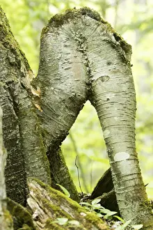 Curious formation of a birch tree in the foret