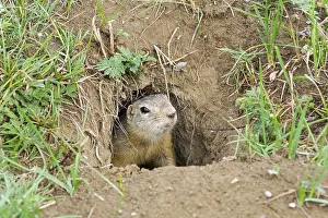 A curious ground squirrel (Spermophilus undulatus) looks out of the hole
