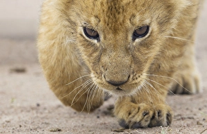Curious Lion (Panthera leo) cub