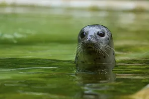 Curious looking seal in the water
