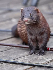 A curious mink