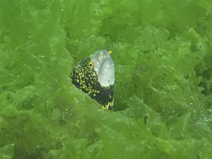A curious moray eel, star-spotted moray (Echidna nebulosa)