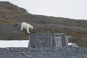 Curious polar bear (Ursus maritimus) approaching old abandoned fur trapper cabin along the Svalbard coast