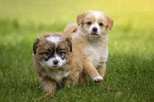Two curious puppies walk through the greenery of the garden