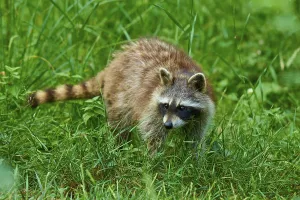 A curious raccoon explores a green meadow in the forest