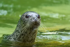 Curious seal in green water, harbour seal (Phoca vitulina)