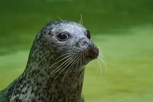 Curious seal in the water, harbour seal (Phoca vitulina)