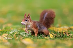 Curious squirrel in colorful autumn grass
