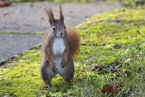 A curious squirrel (Sciurus vulgaris) stands on moss-covered soil in an autumn environment