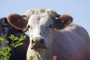 A curious view of a cow in a pasture with flowers and green background