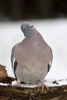 Curious wood pigeon