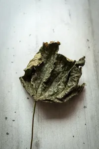 A curled and dried leaf displays its intricate texture as it lies on a neutral-toned surface