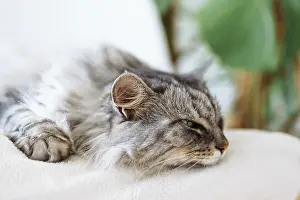 Framed Print : Curled up fluffy gray cat sleeps on soft pillow Framed Print : Curled up fluffy gray cat sleeps on soft pillow