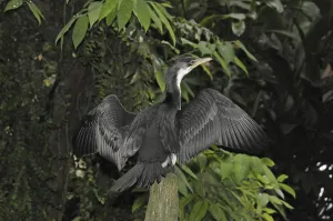 Curlew Cormorant (Phalacrocorax melanoleucos)