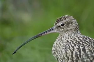 Curlew, Curlew (Numenius arquata), lateral, side