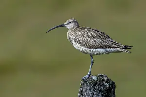 Curlew, Numenius phaeopus