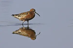 Curlew Sandpiper (Calidris ferruginea)