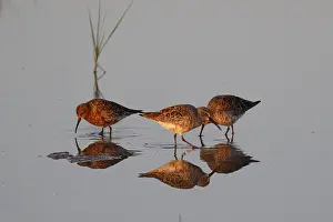 Curlew Sandpiper (Calidris ferruginea)