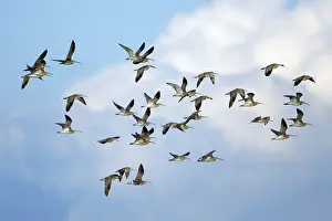 Curlews, Northumberland, England (Numenius arquata)