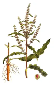 Curly dock, Rumex crispus, digitally restored reproduction of an original from the 19th century