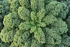 Framed Print : Curly kale (Brassica oleracea) Framed Print : Curly kale (Brassica oleracea)