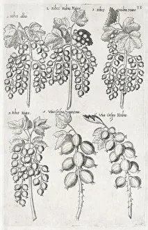 Currants (Ribes), copperplate engraving by Emanuel Sweerts