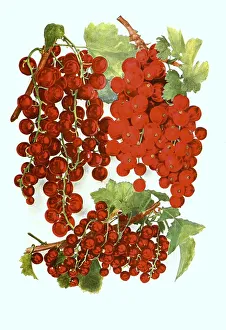 Currants of the variety: 1. Cherry, 2