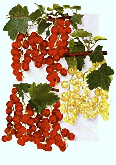 Currants of the variety: 1. wild, 2