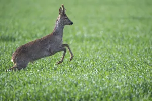 Current European roe deer ( Capreolus capreolus) bock
