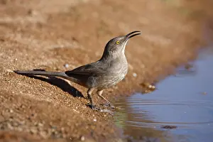 Curve-billed Thrasher, Curve-billed Thrasher