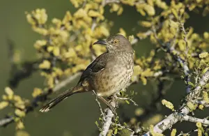 Curve-billed Thrasher (Toxostoma curvirostre)