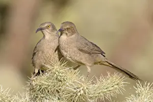 Curve-billed Thrasher (Toxostoma curvirostre) adult pair