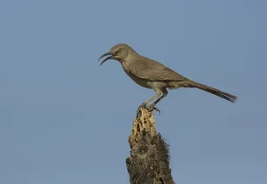 Curve-billed Thrasher (Toxostoma curvirostre) calling