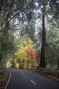 Curvy road, Maroondah Highway, Victoria